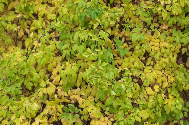 Fundo bonito da folhagem de outono amarela e verde.