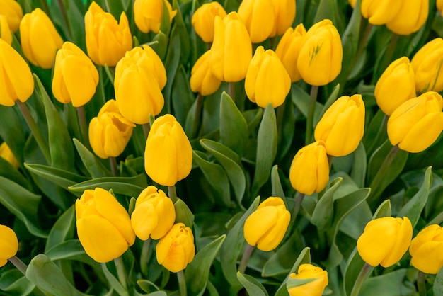 Fundo bonito de tulipas. fundo natural festivo floral.