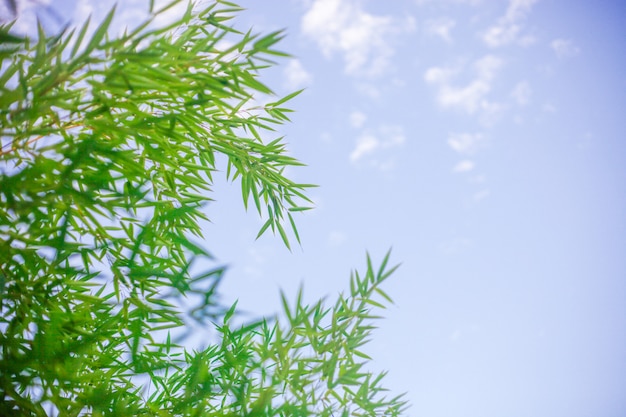 Fundo bonito do céu com folhas de bambu.