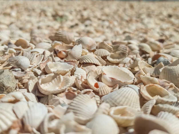 fundo bonito do close up de conchas do mar