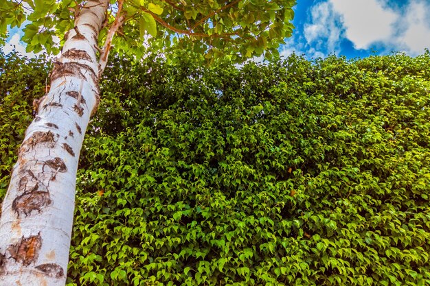 Fundo bonito do sol brilhante verde fechado deixa a parede da natureza com tronco de árvore à esquerda e céu de nuvem azul Ideal para uso no design ou papel de parede