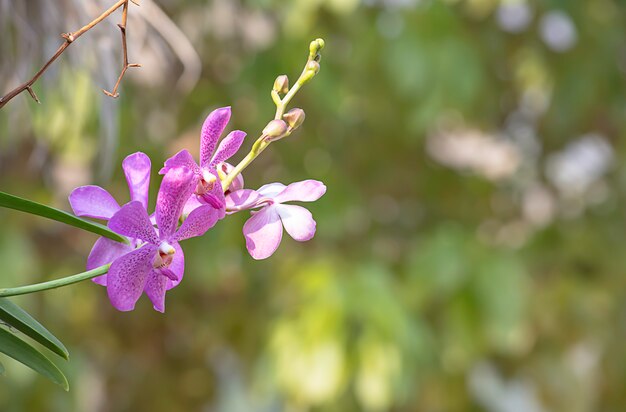 Fundo borrado da orquídea roxa bonita folhas borradas no jardim.