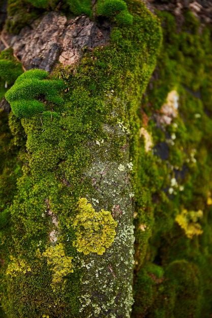 Fundo botânico verde de musgo de árvore natural