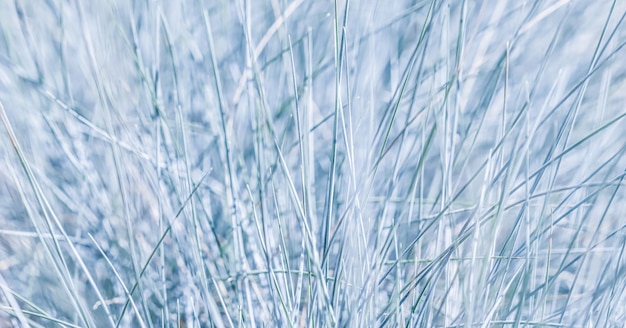 Fundo branco azul de grama ornamental Festuca glauca