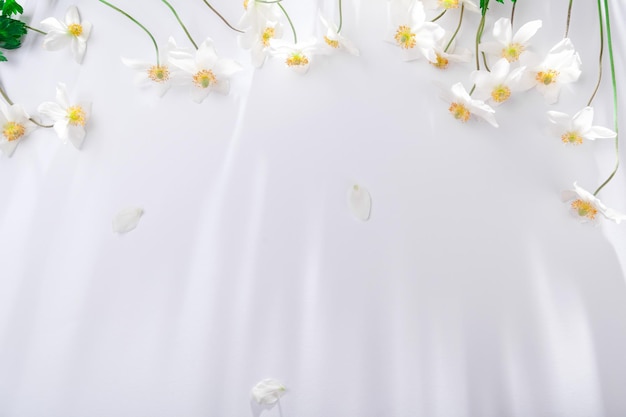 Fundo branco com flores brancas primavera padrão floral