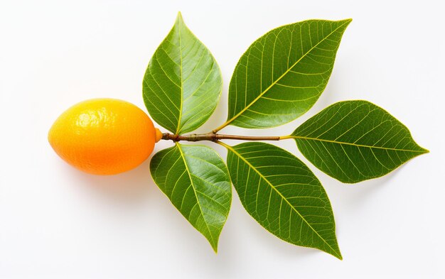 Fundo branco com folha de laranja TopView