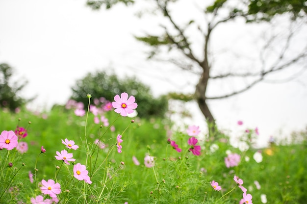 Fundo branco da flor do cosmos.