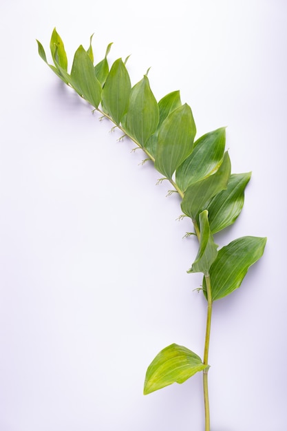 Foto fundo branco da planta de jardim kupena close-up