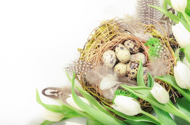 Fundo branco de férias de Páscoa de primavera com tulipas ovos de codorna e penas em um ninho Banner com espaço de cópia Vista superior