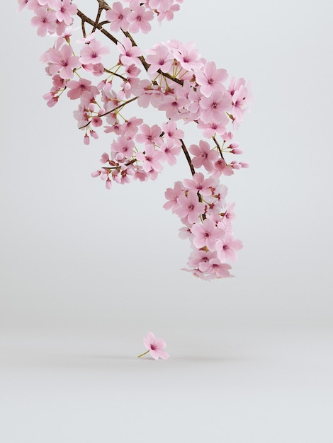 Foto fundo branco de flor de cerejeira mínima de estilo japonês para apresentação do produto. ilustração de renderização 3d.