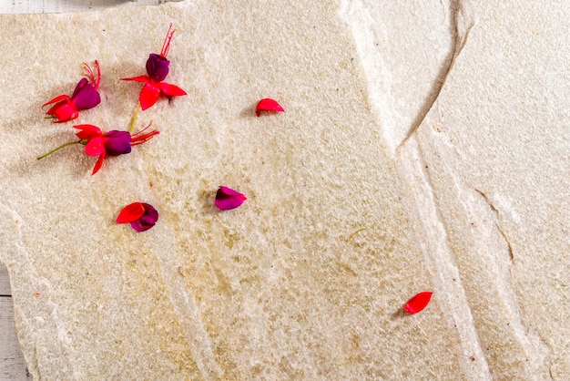 Fundo branco de pedra com flores comestíveis, vista superior, espaço livre para texto