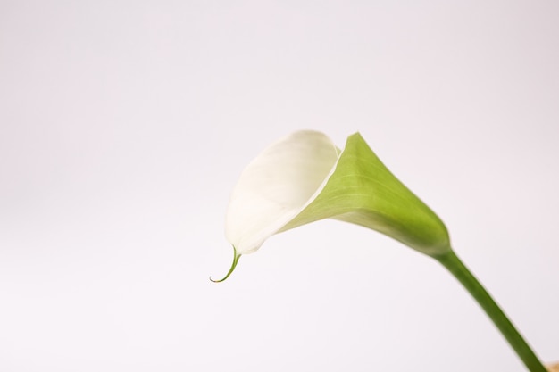 Fundo branco flor verde para o cartaz de inscrição