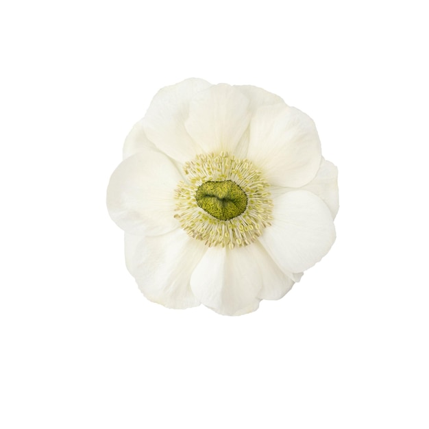 Fundo branco isolado de cabeça de flor de anêmona branca