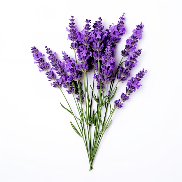 fundo branco lavanda isolado