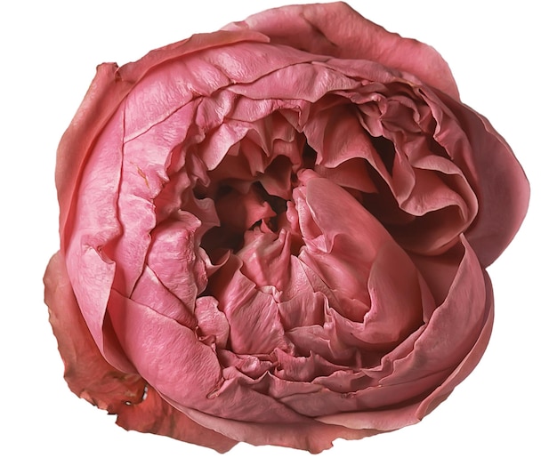 fundo branco rosa / botão isolado de flor rosa vermelha