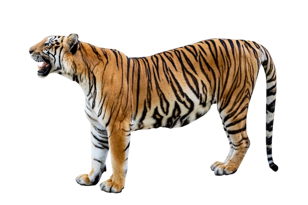 Fundo branco tigre Isolar corpo inteiro