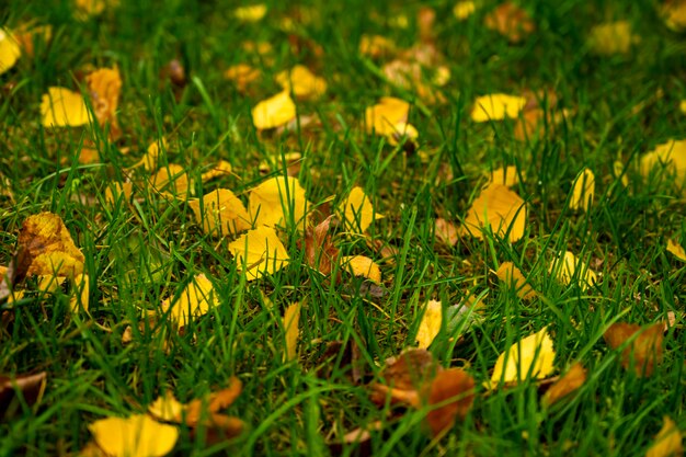 fundo caído de leaves.autumn. As folhas ficam no chão no outono. folhas na grama no outono.