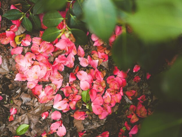 Fundo, cheio, com, pequeno, cor-de-rosa, camellia, flor, pétalas, e, folhas, em, primavera, parque