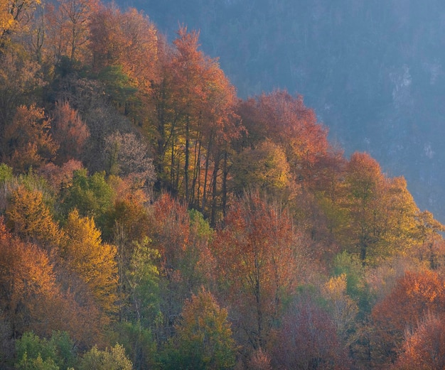 Fundo colorido bonito das árvores da floresta de outono nas montanhas.