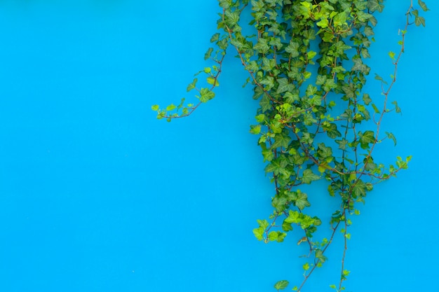 Fundo colorido com uma planta de selva tropical. Fundo azul com hera verde à luz do sol. Copie o espaço