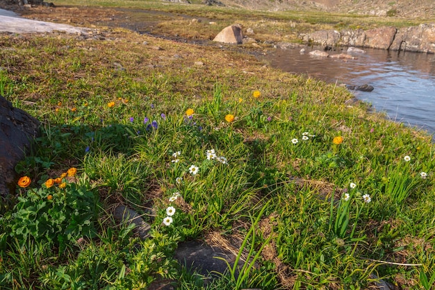 Fundo colorido da natureza com flores trollius laranja e flores brancas de callianthemum entre gramíneas verdes e pedras perto da borda do lago sob o sol brilhante