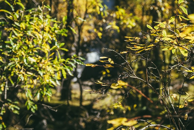 Fundo colorido da natureza com folhas amarelas na floresta ensolarada de outono. cenário de natureza minimalista com folhagem amarela iluminada pelo sol no sol nas cores de outono. minimalismo cênico com folhas douradas no outono.