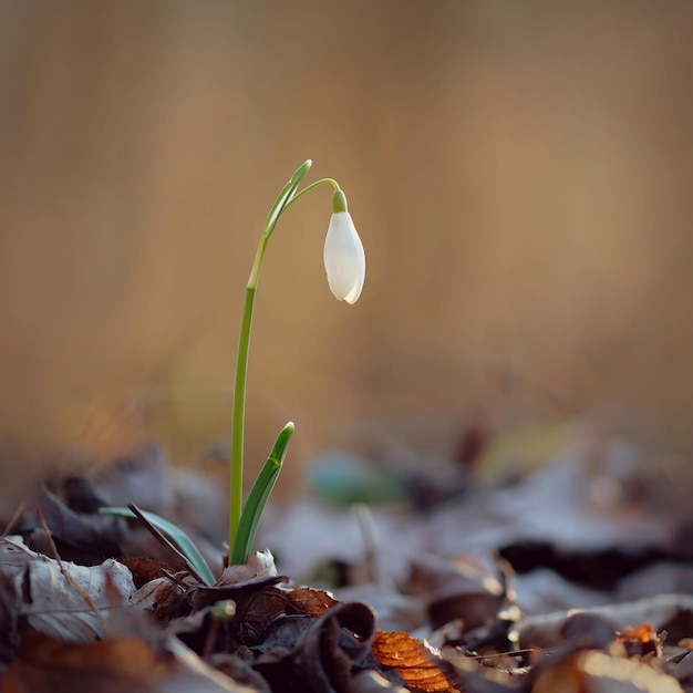 Fundo colorido da primavera com planta de flores Bela natureza na primavera Snowdrop Galanthus nivalis