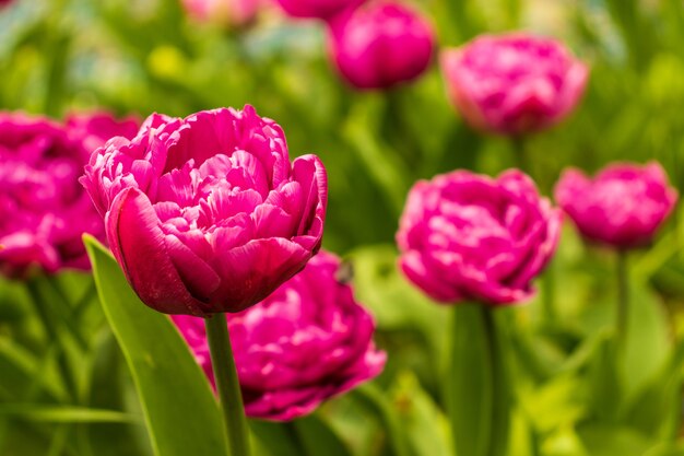 Fundo colorido de feriado ou aniversário com um lindo canteiro de flores de tulipas cor de rosa felpudas