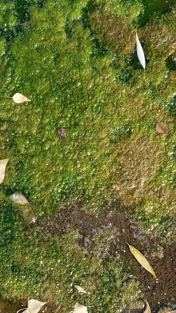 Fundo com água poluída com algas cores verdes o conceito é preservar a natureza