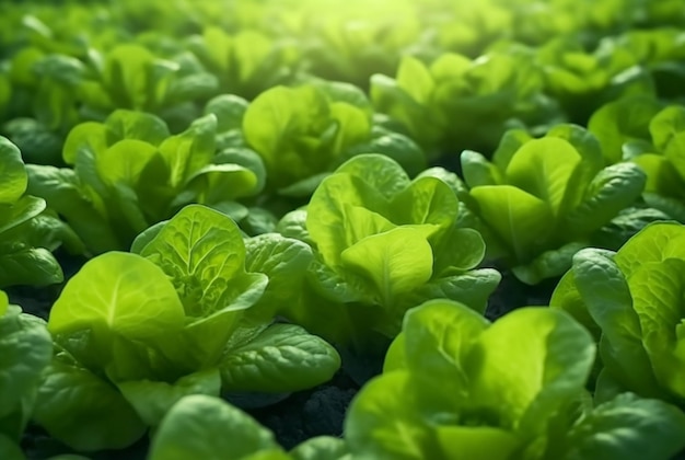 Fundo com campo de plantação de alface Alimentos naturais saudáveis e conceito de fundo vegetal generativo ai