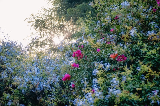 Fundo com flores azuis e vermelhas estéticas