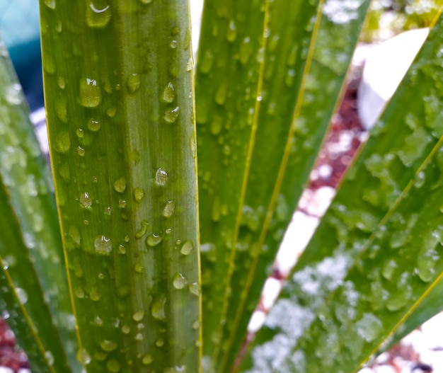 Foto fundo com folhas de palmeira e alguns pingos de neve