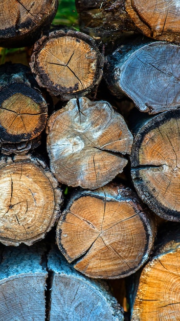 Fundo com grande pilha de madeira na floresta de verão de pinho velho serrado e troncos descascados abeto para a indústria florestal