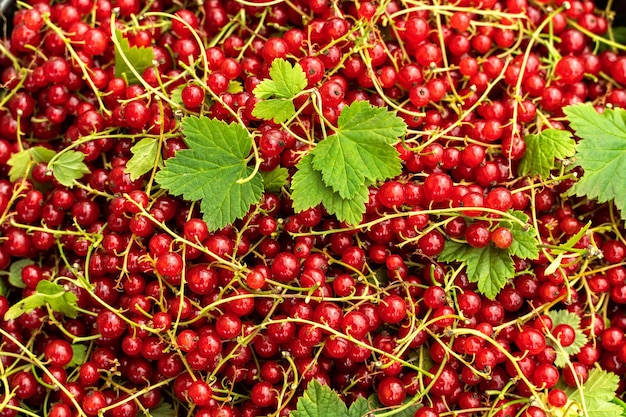 Fundo com groselhas vermelhas Bagas de groselha vermelha vista superior Closeup de frutas vermelhas