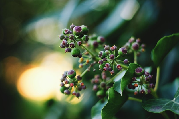 Fundo com hera verde florescendo e folhas na luz do sol laranja. Bonito boque.