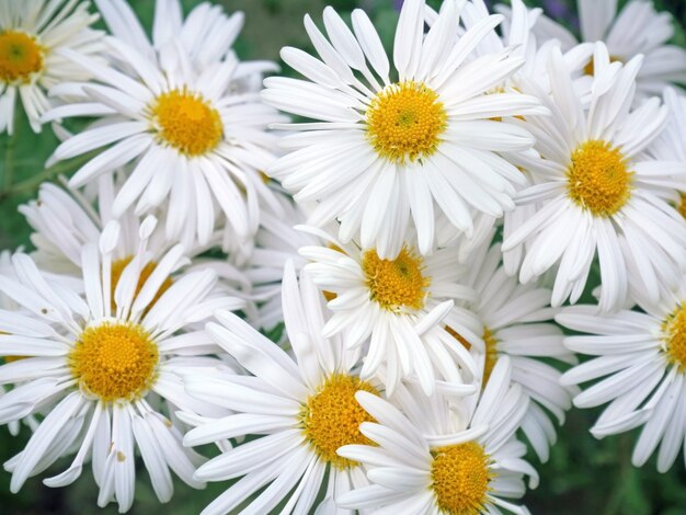 Fundo com lindas flores de camomila branca