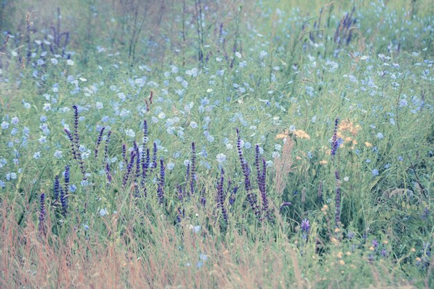 Fundo com lindas flores roxas e azuis no campo verde, filtro