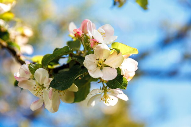 Fundo com macieira florida primavera floração jardim ou parque