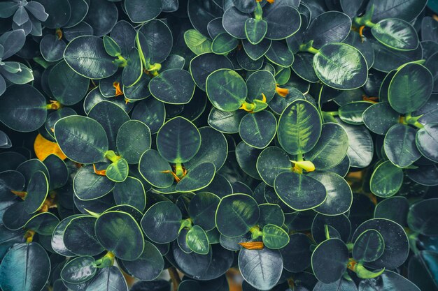 Fundo com obscuridade - folhas tropicais verdes, fim acima do fundo verde das folhas.