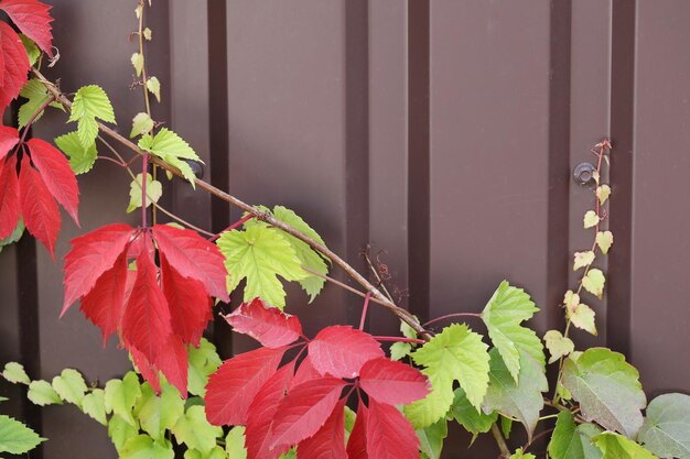 fundo com padrão de folhas de Parthenocissus