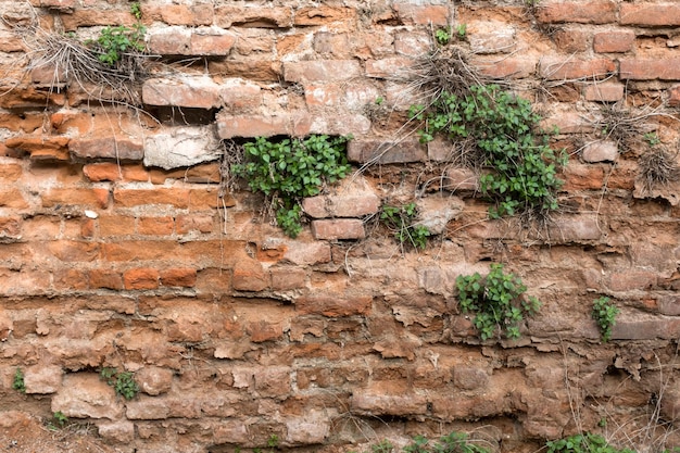 Fundo com parede de tijolos e plantas florescendo no meio
