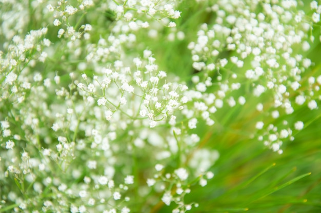 Fundo com pequenas flores brancas