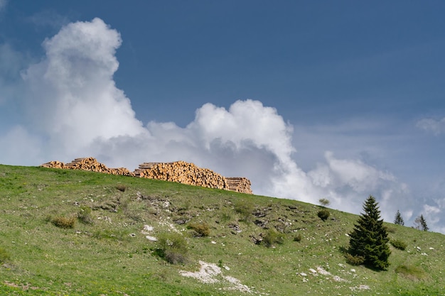 Fundo com pilhas de toras de abeto teste padrão circular monte avena belluno itália