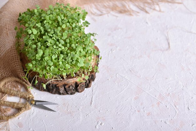 Fundo com rúcula microgreen em um pódio de madeira em um fundo cinza