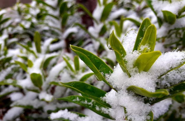 Foto fundo com um lindo ramo de arbusto verde cheio de neve branca fofa e close-up