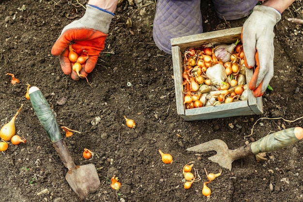 Fundo conceitual de jardinagem Mãos de mulher segurando uma caixa de madeira com cebolas pequenas