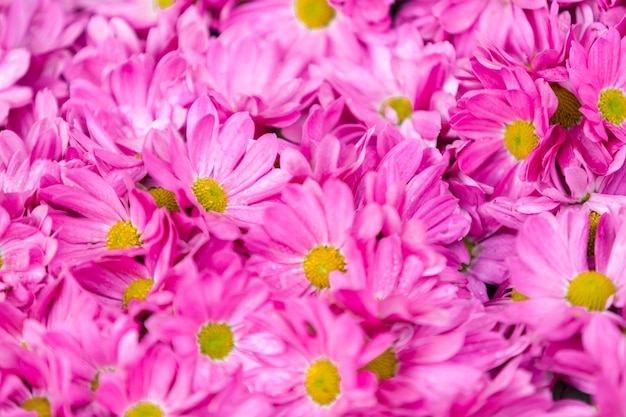 Fundo cor-de-rosa da flor para o conceito de Easter.