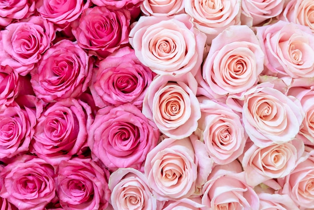 Fundo cor-de-rosa e creme-colorido das rosas.