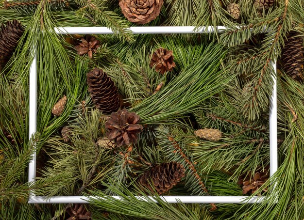Foto fundo criativo de muitos ramos verdes frescos de pinho, abeto e cedro e cones com moldura branca entre eles. aromaterapia natural, medicina alternativa e conceito de spa. vista do topo.