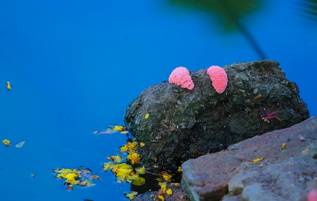 Fundo da água azul